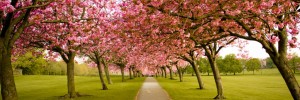 harrogate